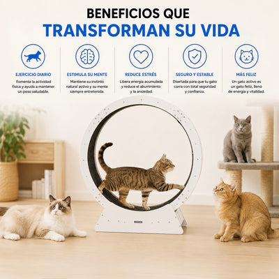 Corrora – La Rueda de Ejercicio que Deja a tu Gato Correr a Toda Velocidad en Casa