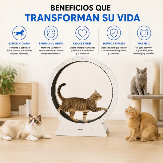 Corrora – La Rueda de Ejercicio que Deja a tu Gato Correr a Toda Velocidad en Casa