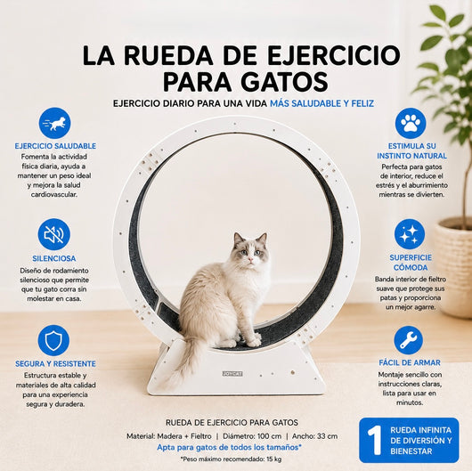 Corrora – La Rueda de Ejercicio que Deja a tu Gato Correr a Toda Velocidad en Casa