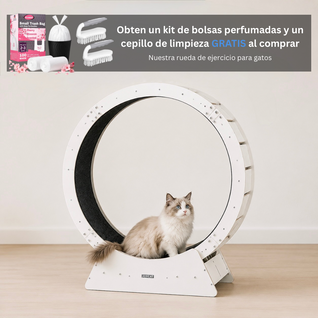 Corrora – La Rueda de Ejercicio que Deja a tu Gato Correr a Toda Velocidad en Casa
